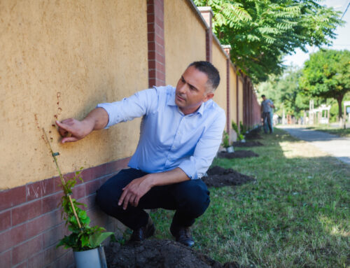 Vadszőlő a betonkerítésen